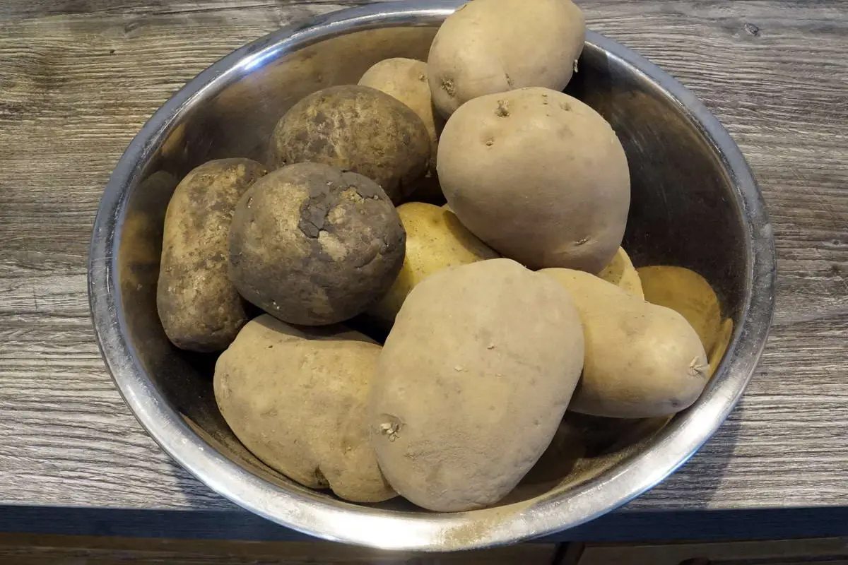 картофель