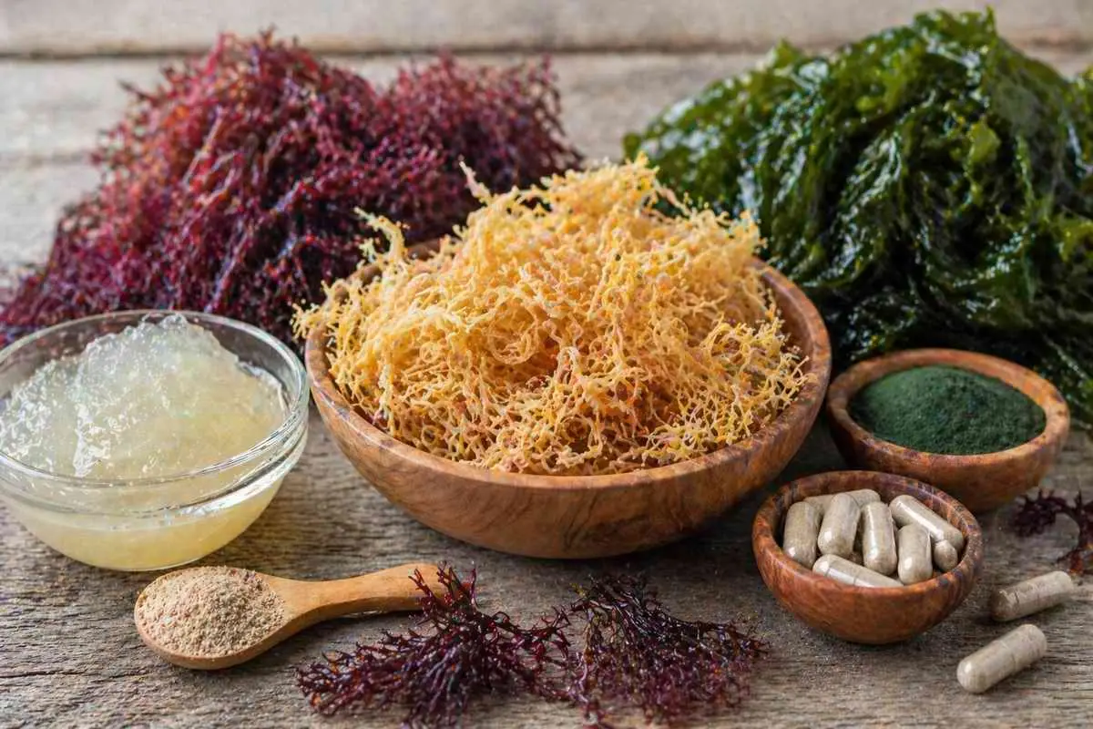 Морской мох в кулинарии - исследование